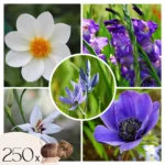Mélange de bulbes à fleurs bleus - Lot de 250 pièces