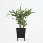 Phlébodium végétal artificiel