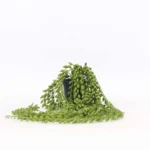 Plante artificielle Senecio