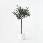 Olivier artificiel