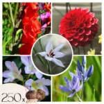 Bulbes de fleurs hollandais - 250 pièces