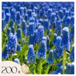 Muscari armeniacum - 200 bulbes à fleurs - Jacinthe à grappe bleue