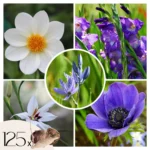 Mélange de bulbes à fleurs bleus - Lot de 125 pièces