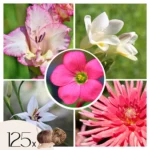 Mélange de bulbes à fleurs roses - Ensemble de 125 pièces
